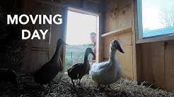 Hatching season is here at gold shaw farm. Gold Shaw Farm Youtube