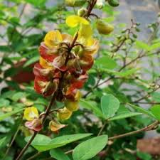 Image result for Phaeoptilum spinosum