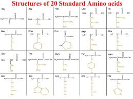 Amino Acids