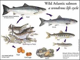Pin By Janice Leverenz On Kids Fish Life Cycle Fish Animal Life Cycles