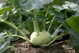 The plants grow faster and become ready for but you should not wait too long for harvesting, because the aged kohlrabi will be too tough and will not taste good. How To Plant And Grow Kohlrabi