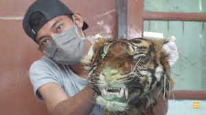 Sumatran Tiger Facts Wildcats Conservation Alliance