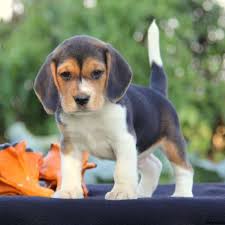 Why is uptown puppies different from other puppy finder websites offering ohio puppies for sale? Hunting Beagle Puppies For Sale