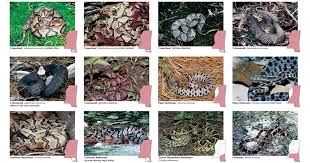 (suborder serpentes) are elongated, limbless, flexible reptiles. Mdwfp Venomous Snakes Of Mississippi