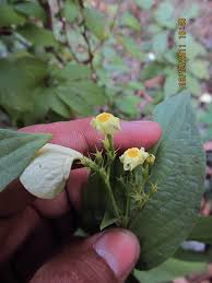 Image result for Pseudomussaenda