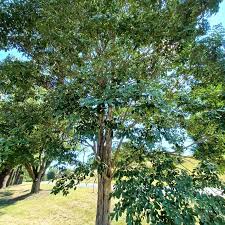 Image result for Dalbergia nitidula