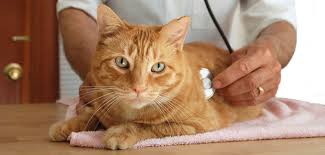 Find discount pricing on vetmedin, frontline, heartgard, ulcergard, gastrogard, adequan, legend and. Animal Wellness Vaccination Clinics Helotes Humane Society