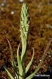 Image result for Disa cryptantha