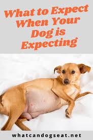 What To Expect When Your Dog Is Expecting Pregnant Dog Dog Birth Dogs
