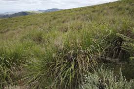 Image result for Eragrostis acraea