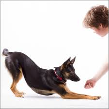 Weitere ideen zu tricks für hunde, hunde, hundetricks. Tolle Hundetricks Zum Nachmachen