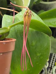 Image result for Bulbophyllum prorepens