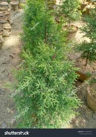 Image result for Cupressus lusitanica