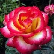 See more ideas about grime artists, the flowers of evil, tell no one. Rosa Leo Ferre Rose Floribunda Rose Cluster Flower Rose Adabiterse Ferre Care Plant Varieties Pruning Advice