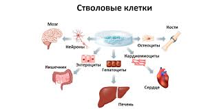 Chto Takoe Stvolovye Kletki I Zachem Oni Nuzhny Lajfhaker