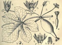 Image result for Kedrostis capensis