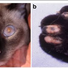 It is not unusual to find other autoimmune diseases in families of scleroderma patients. Pdf Autoimmune Diseases Affecting Skin Melanocytes In Dogs Cats And Horses Vitiligo And The Uveodermatological Syndrome A Comprehensive Review