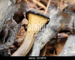 Image result for Craterellus fallax