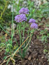 Image result for Alliaceae