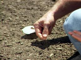 Check spelling or type a new query. How To Plant Carrot Seeds How Tos Diy