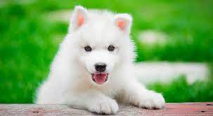 Ver más ideas sobre perros, perros cachorros, perros bonitos. 500 Nombres Para Perros Originales Y Bonitos Machos Y Hembras