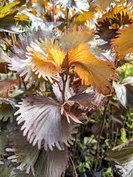 Image result for Acalypha racemosa