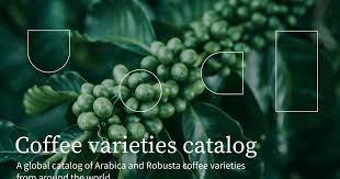 Image result for Coffea schliebenii