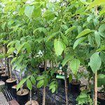 Walnuss Baum Winterhart Juglans Regia Samling Obstbaum Walnussbaum 80 120 Cm Im Topf Afmgbaume Pflanzen Winterhart Gemusepflanze