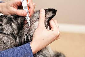 Animax Salbe Fur Hunde 2021