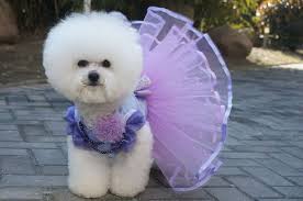 Bichon Frise Wedding Dress View Dog Wedding Dress Xhy 023 Product Details From Shenzhen Xinhongyuan Fashion Dress Co Ltd O Bichon Bichon Frise Dog Wedding
