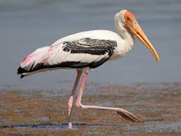 Bird With Orange Head And Black And White Striped Body Painted Stork Ebird In 2020 Stork Bird Stork Birds