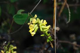 Image result for Dumasia