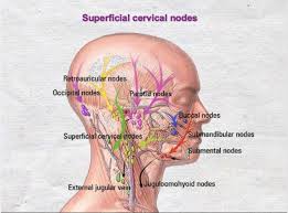 Superficial Cervical Lymph Nodes Lymph Nodes Lymphatic Cervical