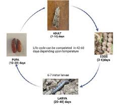 Image result for Agrotis ipsilon