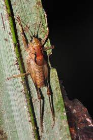 You find camel crickets in damp basements and garages, or if you have a dank and dark spot. It Might Be Ugly But A Camel Cricket Won T Bite You The Riverdale Press Riverdalepress Com