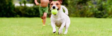 Maybe you would like to learn more about one of these? 12 Fruits And Vegetables Toxic To Dogs Lovethegarden