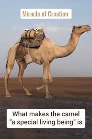 Minecraft foxes spawn in taiga, giant taiga and snowy biomes and are nocturnal mobs, making them more likely to spawn at night, especially in forests. Animal Gif Kamel Camel