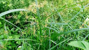 Image result for Cyperus longus