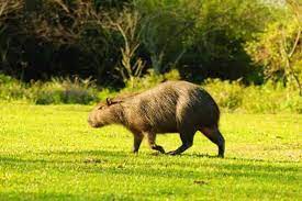 En argentina habitan dos especies: Carpincho Argentina Black Bear Animals Dog Cat