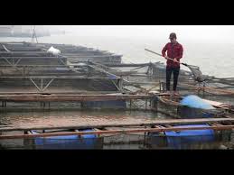 Panen Ikan Nila Di Keramba Jaring Apung Kja Danau Maninjau Youtube