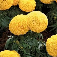 Keep in a cool, dry spot in the home as humidity may cause discolouration. Marigold Yellow Colour Flowers à¤— à¤¦ à¤• à¤« à¤² à¤— à¤¦ à¤• à¤« à¤² à¤® à¤° à¤— à¤² à¤¡ à¤« à¤² à¤µà¤° à¤® à¤° à¤— à¤² à¤¡ à¤« à¤² à¤µà¤° Jay Mahakal Welding Work Shope Chhindwara Id 20054987633