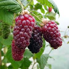 Image result for Rubus