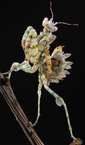 Check spelling or type a new query. Praying Mantis Alien Race Humanoid Beautiful Bugs Insects Praying Mantis