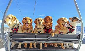 Click here to view lab dogs in colorado for adoption. Photographer Scott Brockmeier S Travels With Avalanche Rescue Dogs Of Aspen And Colorado Aspentimes Com