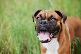Cancer Treatment For Dogs And Cats Healing Paws Center