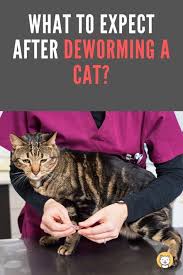 What To Expect After Deworming A Cat Updated 2020 Kitty Cats Blog Cat Worms Kitten Care Cats