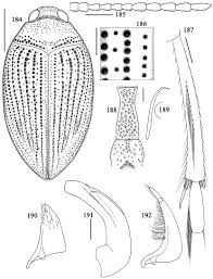 The importance of a happy kitchen can't be another up and coming fashion statement in the world of 2021 kitchen appliance trends is the larger introduction of finger touch and swipe controls. Revision Of The Nearctic Haliplidae Coleoptera In Tijdschrift Voor Entomologie Ahead Of Print