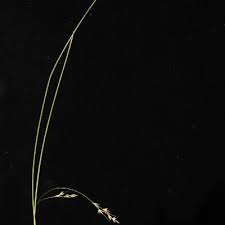 Image result for Scleria globonux