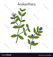 Image result for Acokanthera schimperi