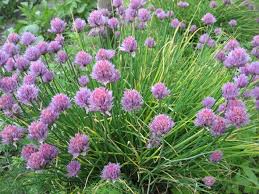 images?q=tbn:ANd9GcSuB4f5wCDusC44zOXxI8SMBcJPCjhIpXnRFYT7Lr1kBcoEPw60bg